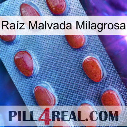 Raíz Malvada Milagrosa 06